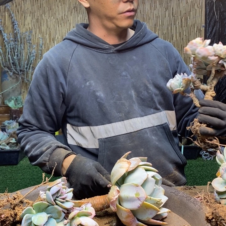 A***D103 号白凤多肉植物
