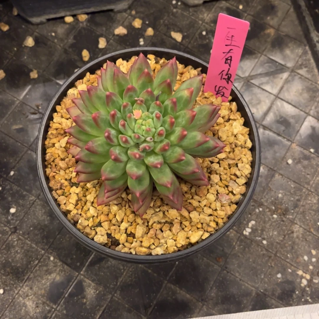 星际迷航脱土发货。。。