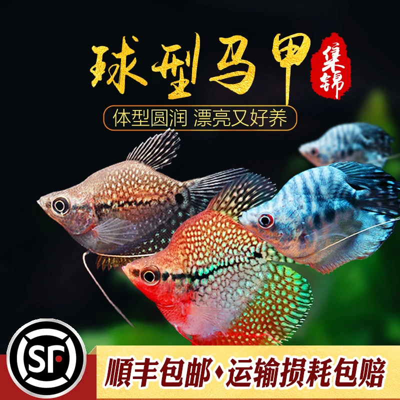 黄金珍珠马甲鱼热带观赏宠物鱼曼龙球型波子鱼草缸淡水活体小型鱼