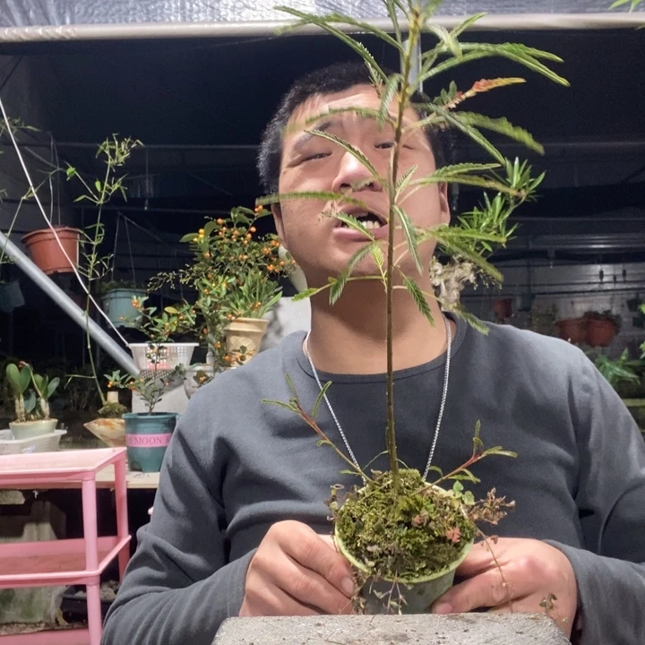 郭***️以实际为准盆景绿植盆栽121