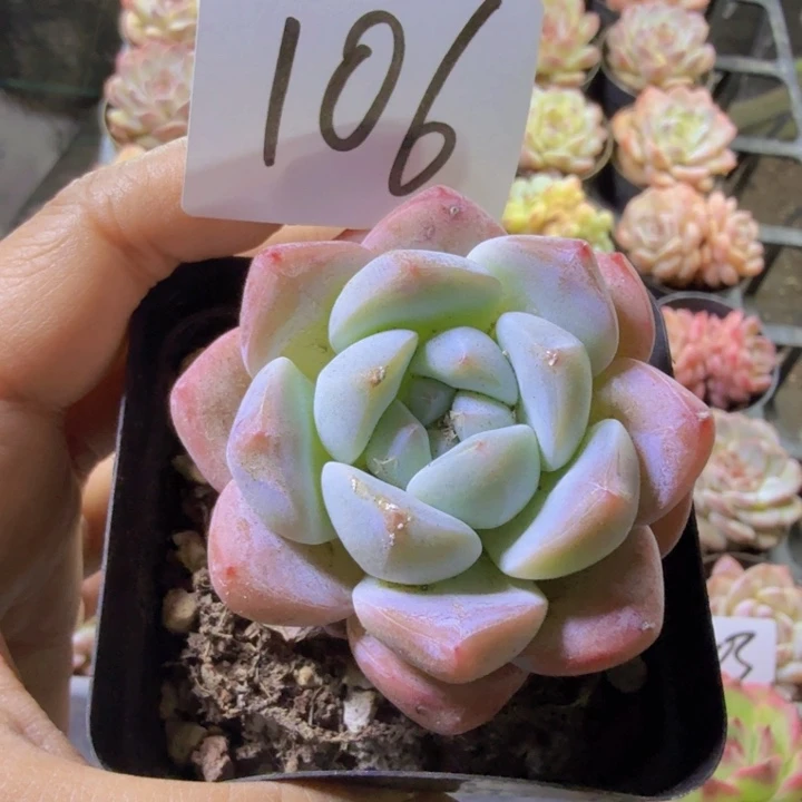 106.qqwwwwwwwwww