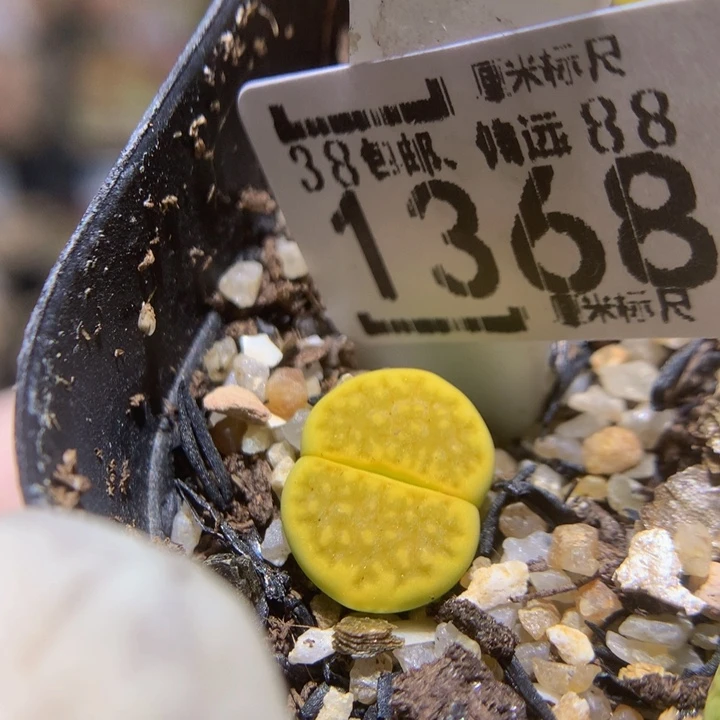 Zzz精品生石石1368