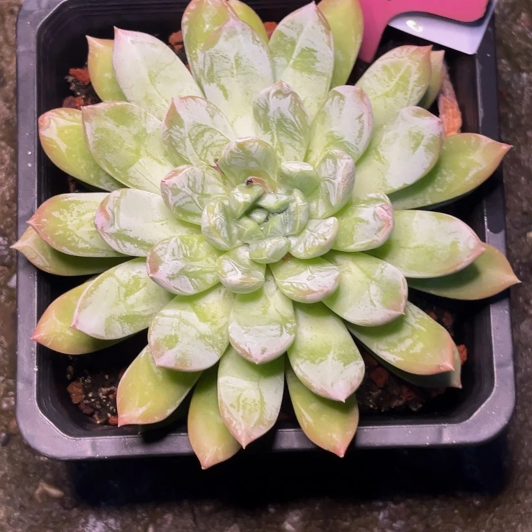 金*1517号晚上多肉植物群生多肉植物