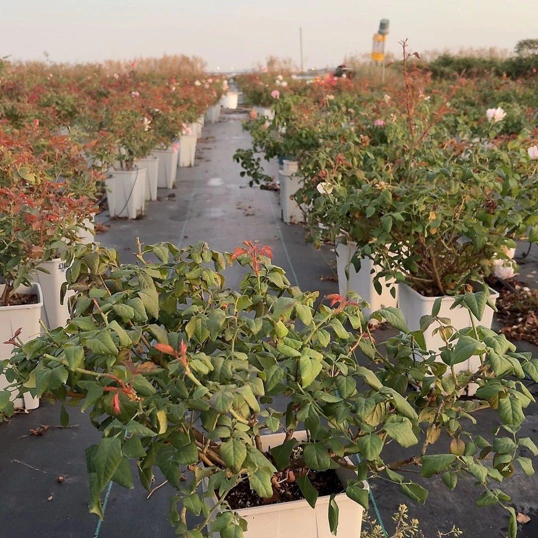 当前无花朵，栽培后可花朵134