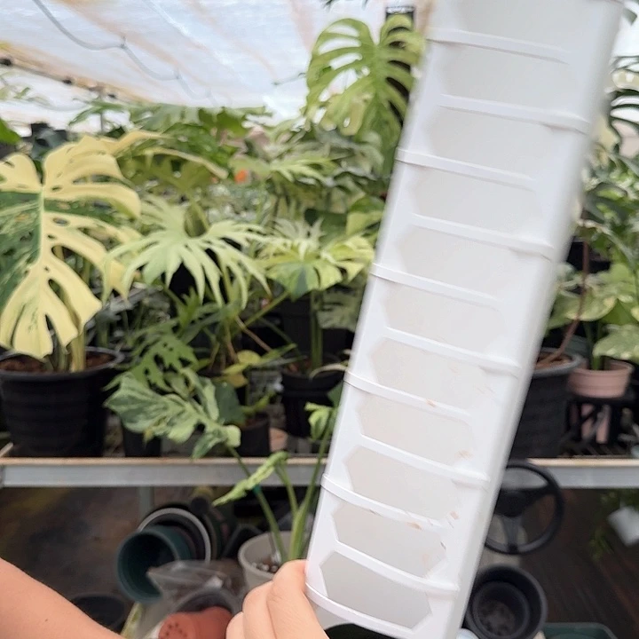 无花朵25款加长中号水苔柱颜色备注7折