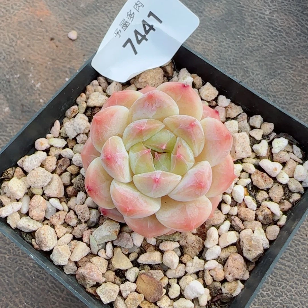 冰魄福利，7441多肉植物