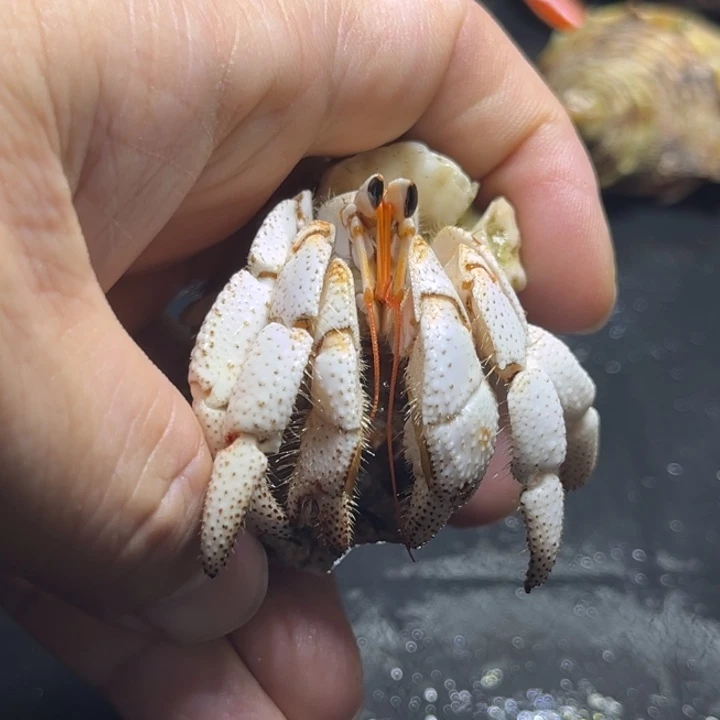 闪25瓷白毛球2.7大小眼特价