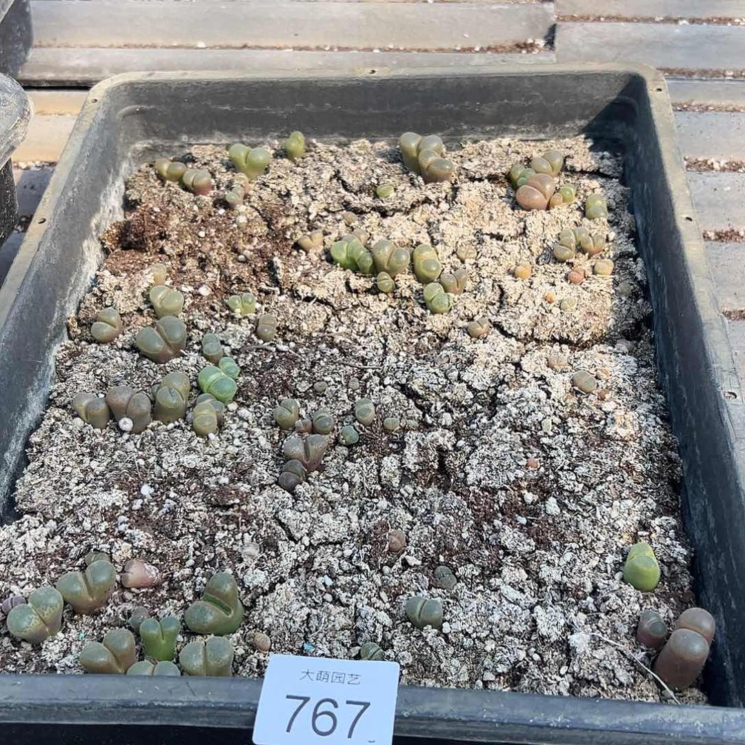 清框脱土发无售后默认有疤，767