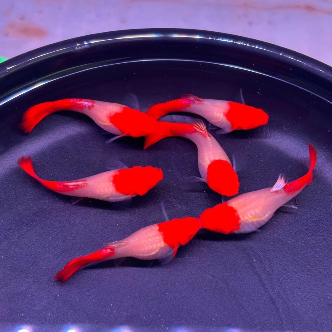 大种鱼鸿运当头精品种鱼带孕大种鱼