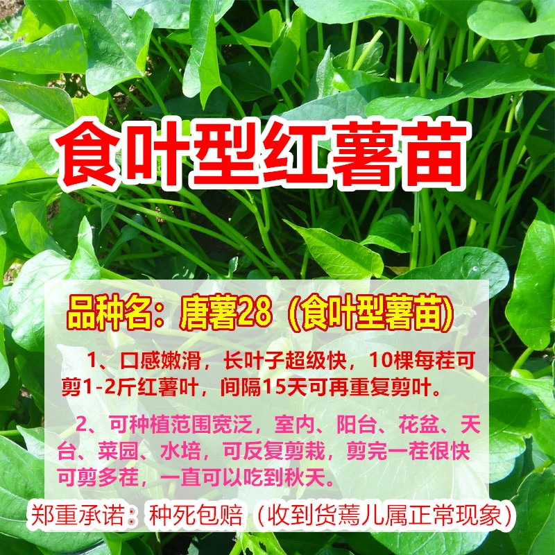 新品种食叶型红薯苗专吃叶子的地瓜苗番薯秧高产种植净含0.1-1斤