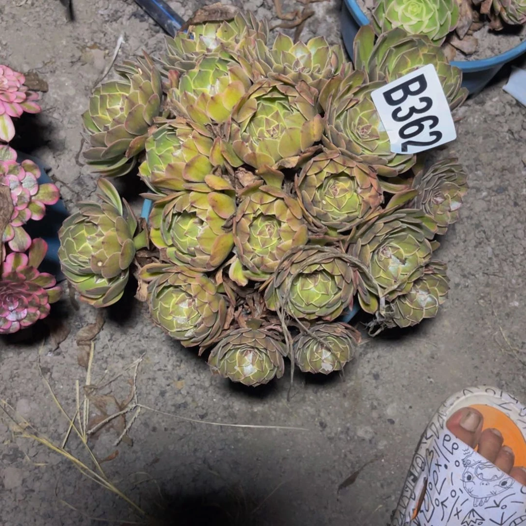 半夏法师28//—16包邮