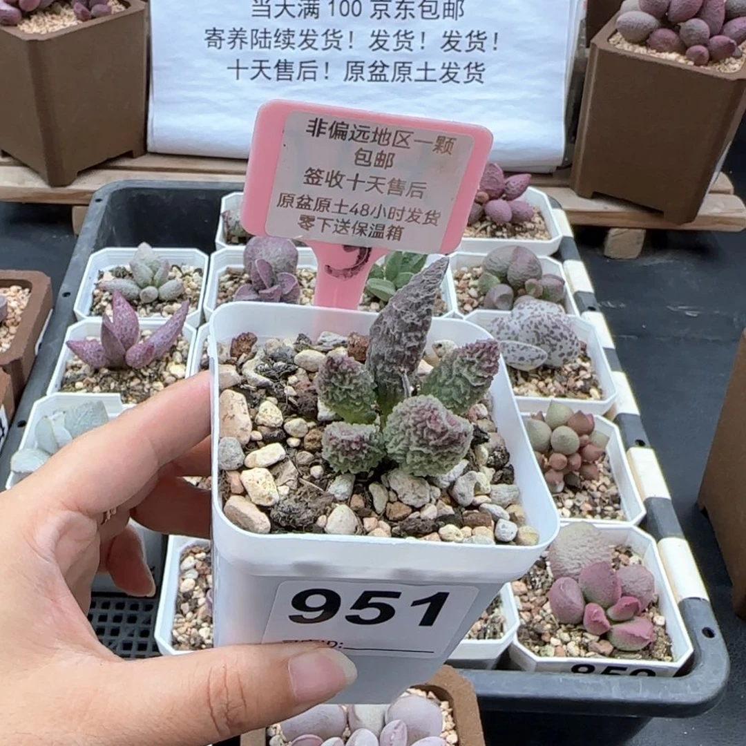 951苍龙多肉植物