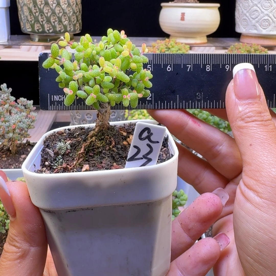 a23号假飞机猪冠服5厘米左右