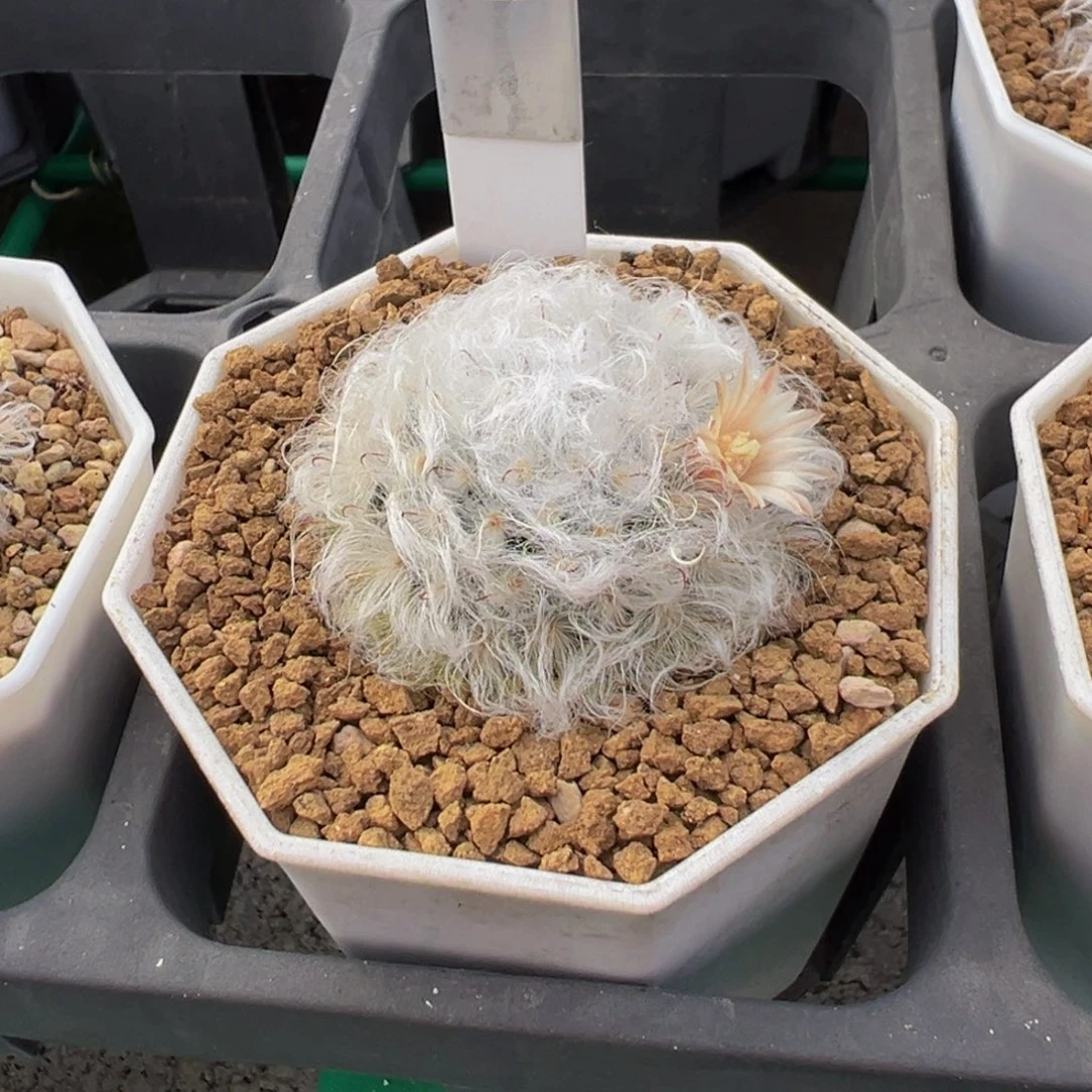 最***啊42实生根白云高砂多肉植物带盆土