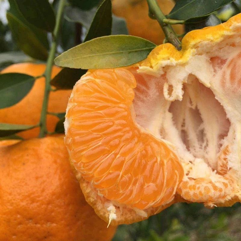 G椪柑正宗老品种纯天然当季时令孕妇水果桔子橘子无籽椪柑