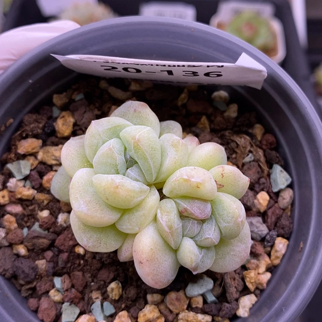【闪购商品】20-136