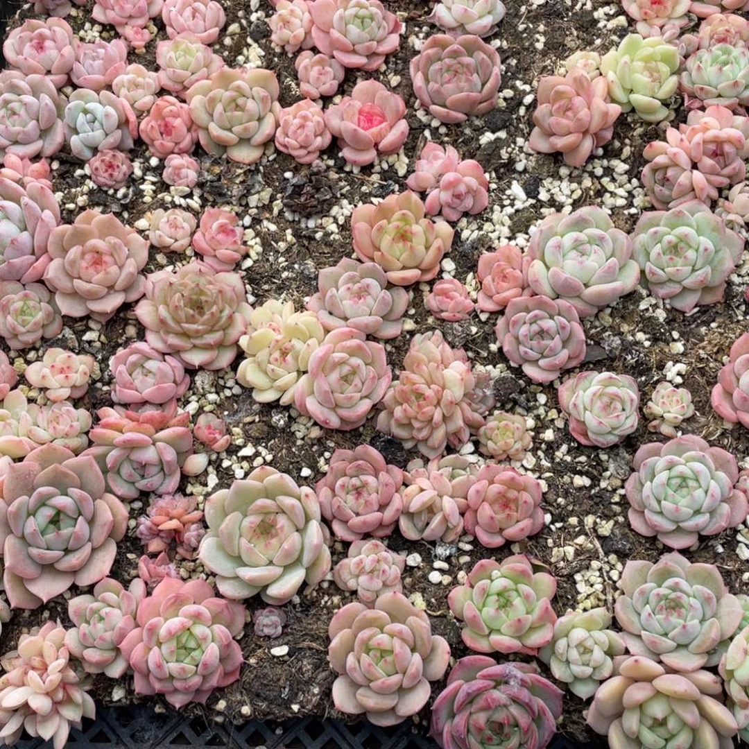 云糖心多肉植物402