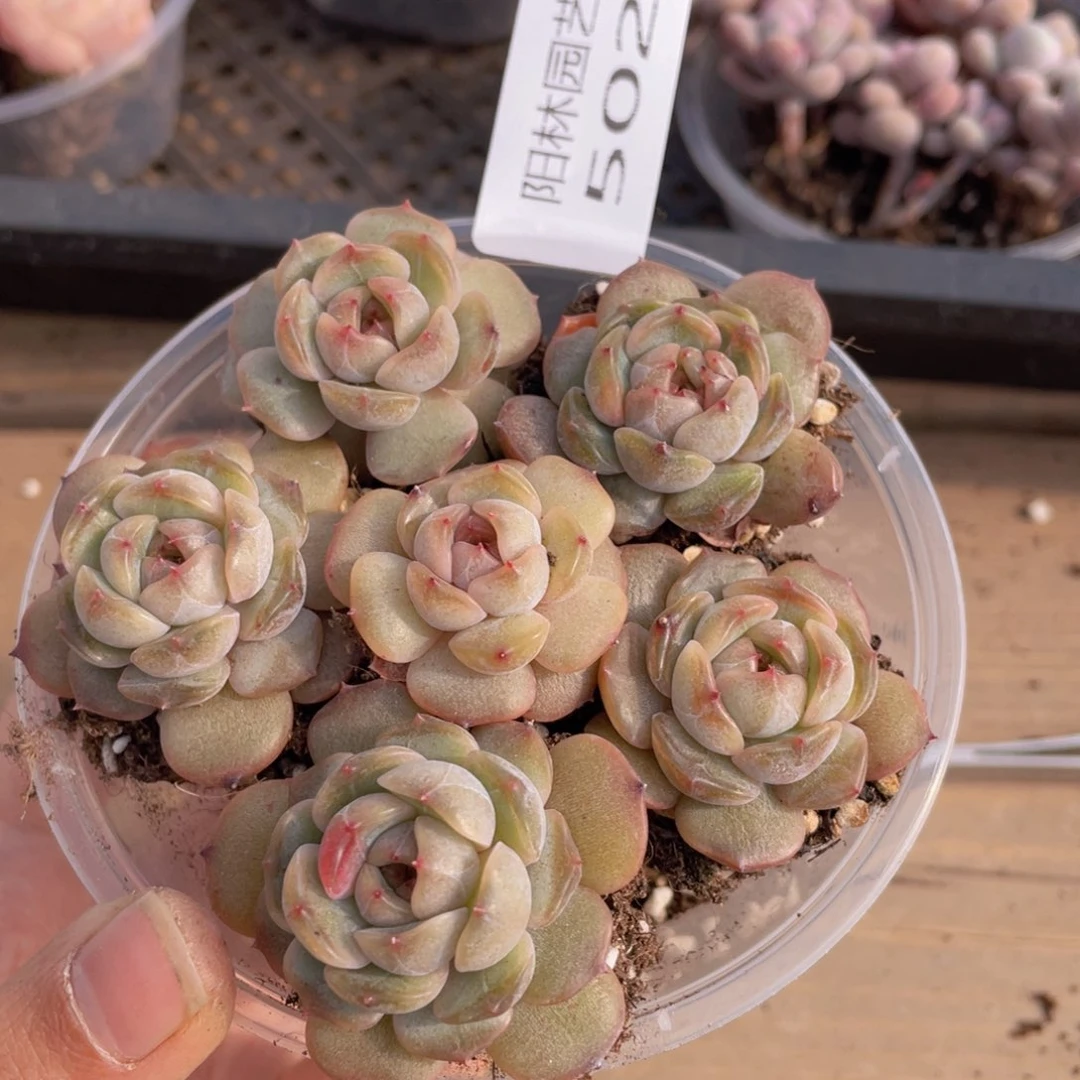 多肉植物多肉植物502