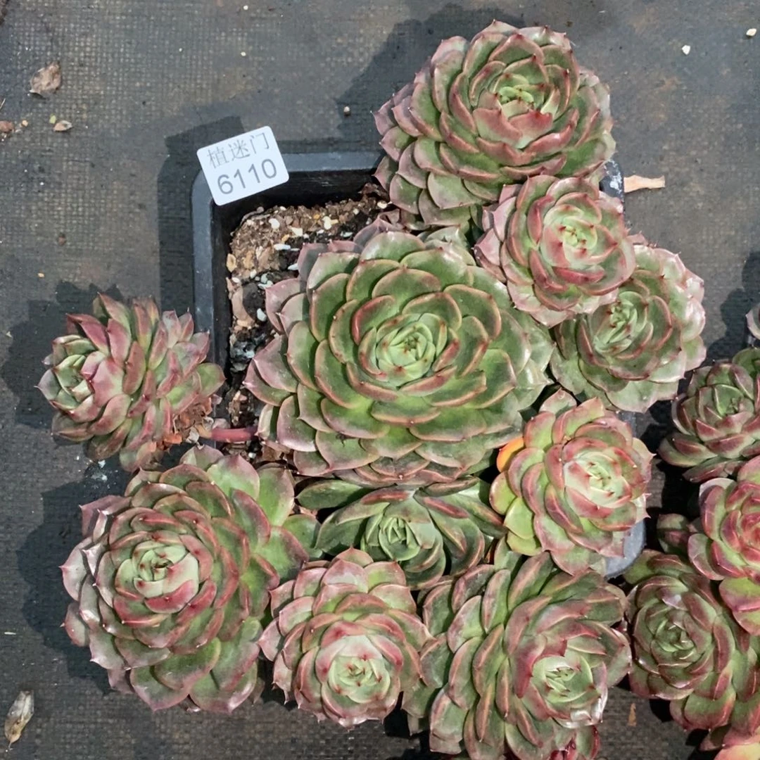 墨***词杂交精品多肉6110~25厘米~物流