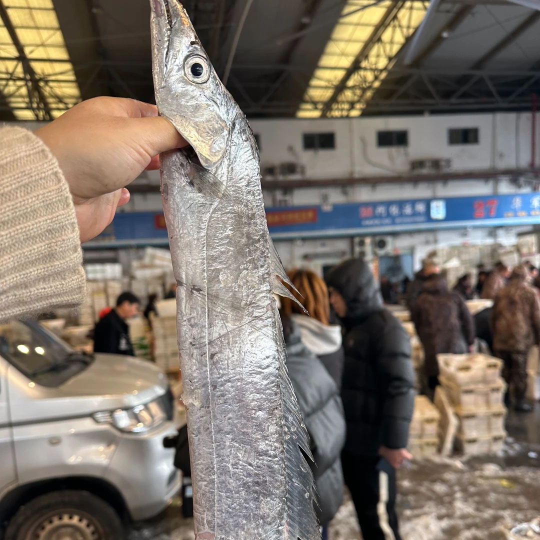 【台州东海本港油带鱼4斤5条】顺丰冷链包邮