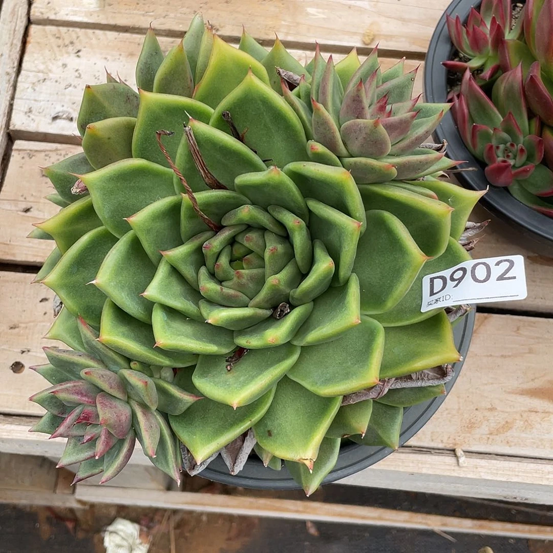 若如东云组拍D902