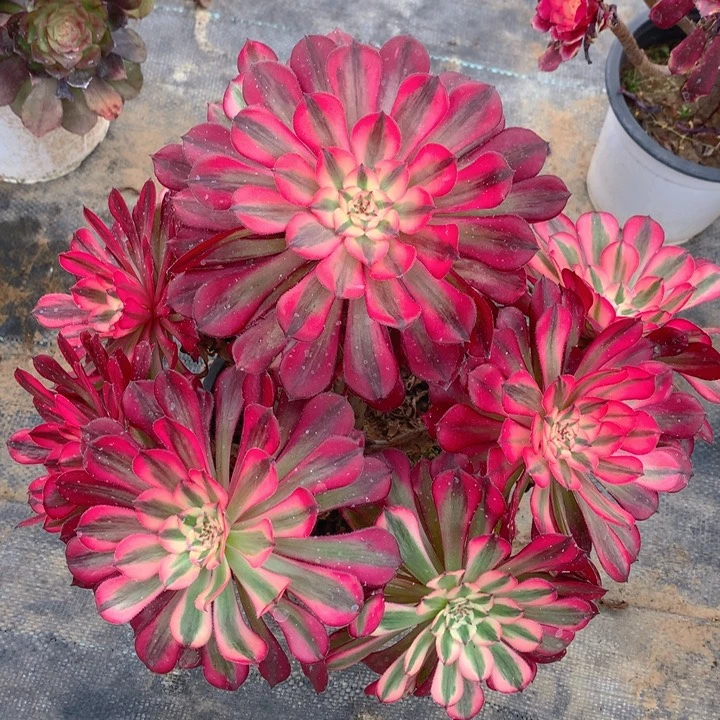 855红铜超白锦妖桩