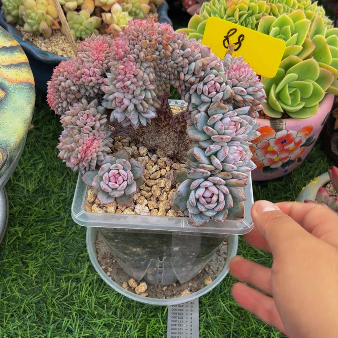 喜***狼星星橙缀多肉植物