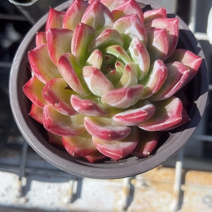 糖***唐单头夜魔侠多肉植物精品
