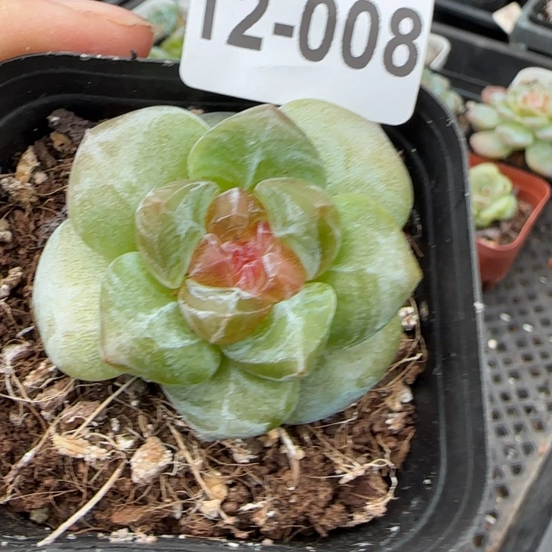 小卡拉米糖心一物一拍