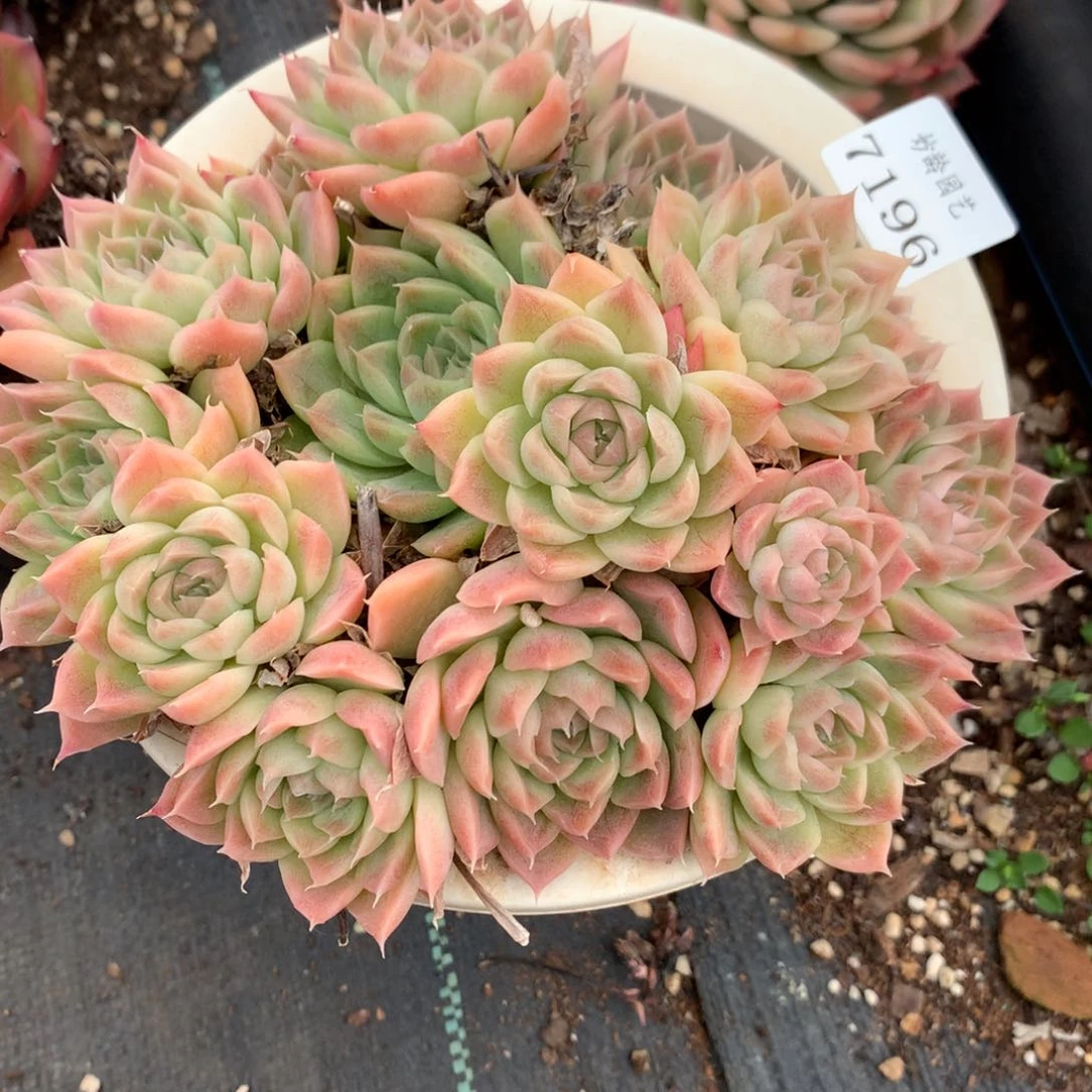 7196新年快乐发发发