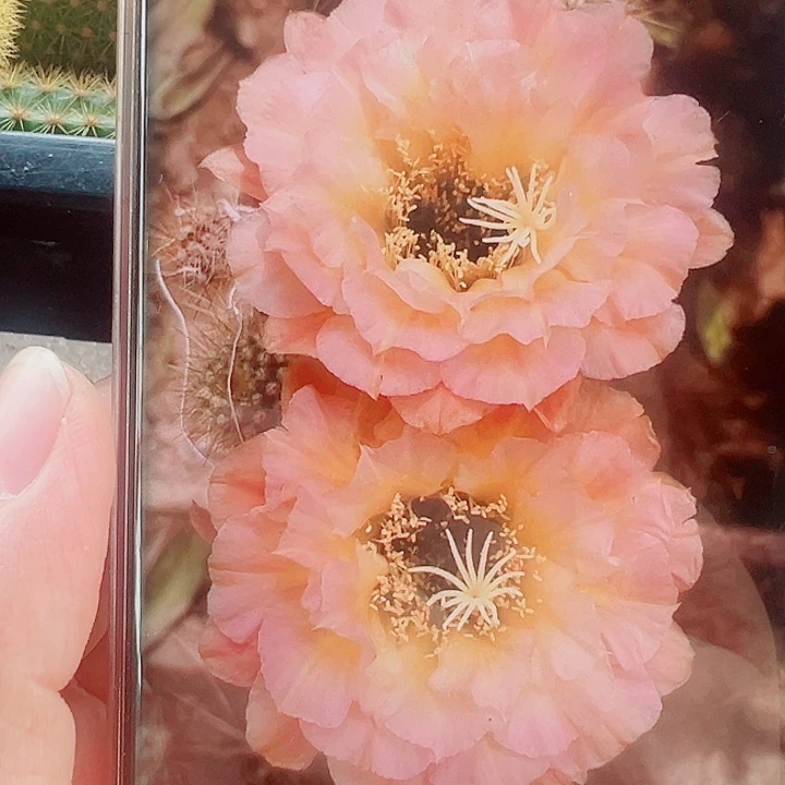 毛花柱3-61侧芽拍一发二