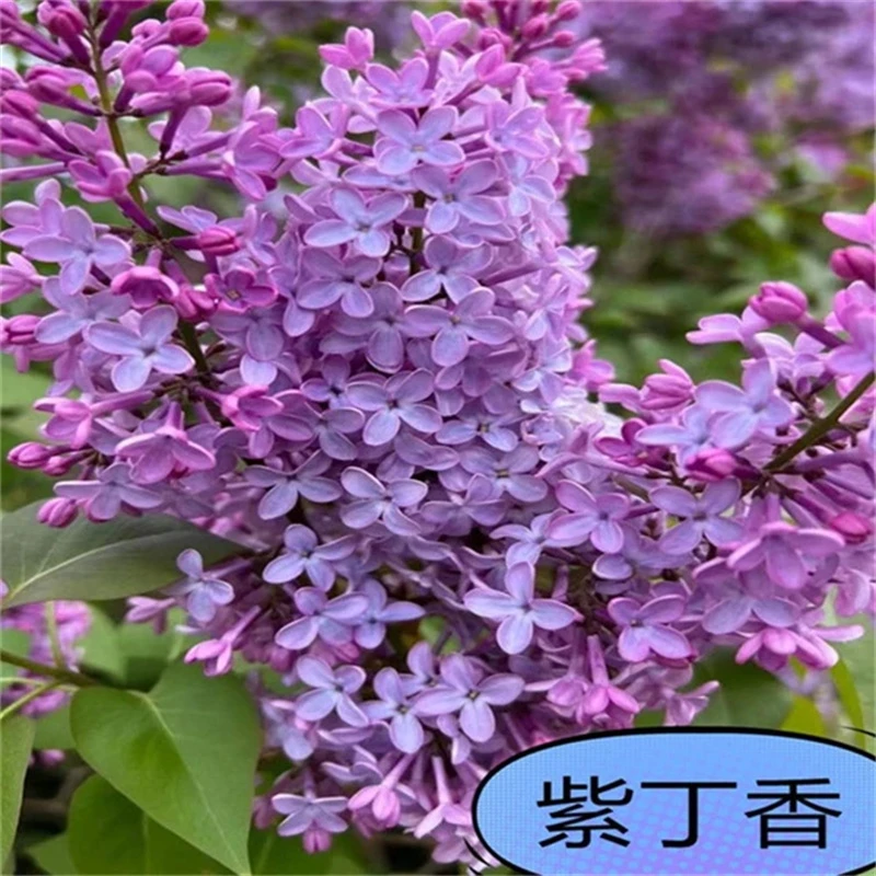 丁香花树苗四季花卉耐寒庭院地栽盆栽欧洲紫白色丛生浓香别墅大树