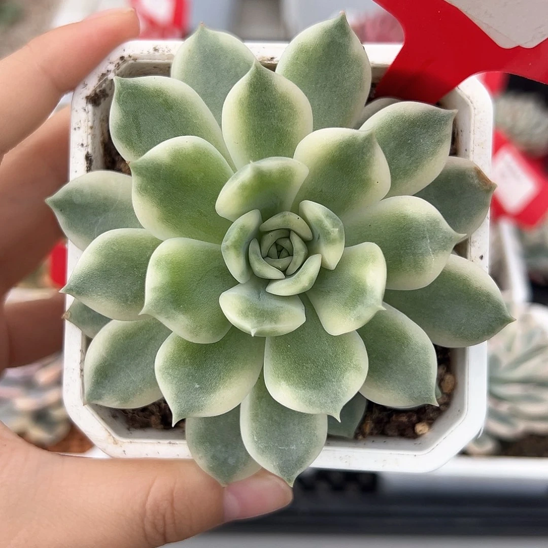 14号艾丽卡锦多肉植物