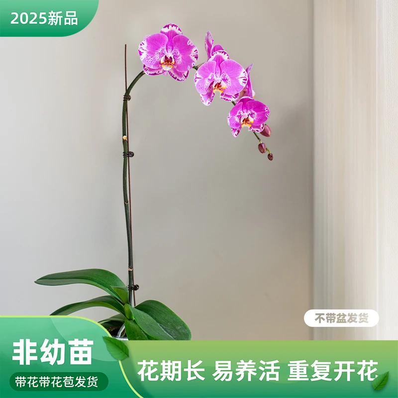 Z巧工蝴蝶兰大花【藏宝图】超大花室内花卉办公室送礼开花带花苞