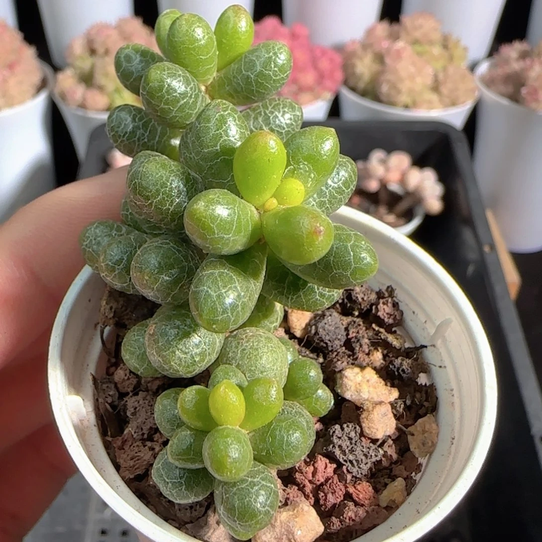 多肉0105-40绿龟之卵