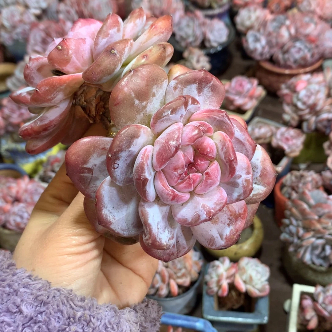 哈哈哈哈哈哈哈哈哈哈