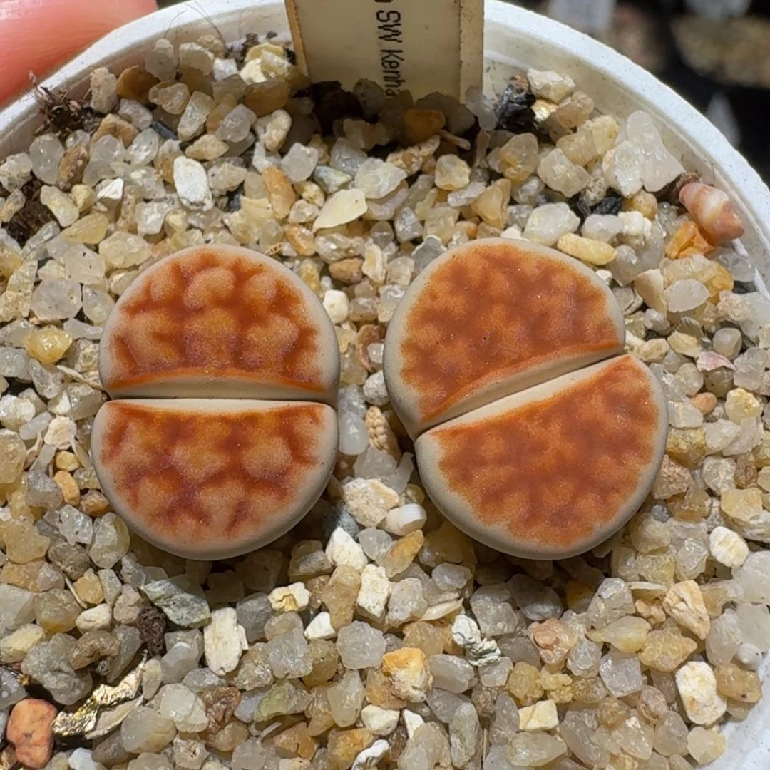怎么还不开学生石花3100
