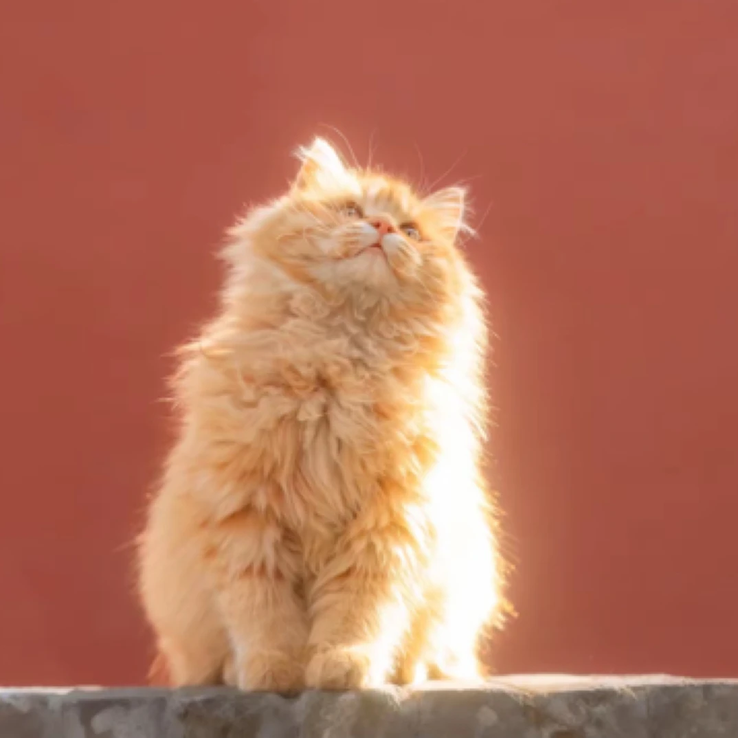 【淘宠壹族】（猫咪乐园）金渐层矮脚长毛拿破仑蓝金紫金