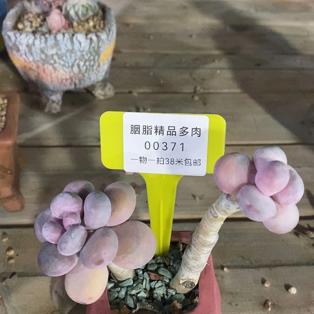 00371，凑托哦哦哦哦