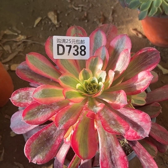 彼*多肉植物1个法师