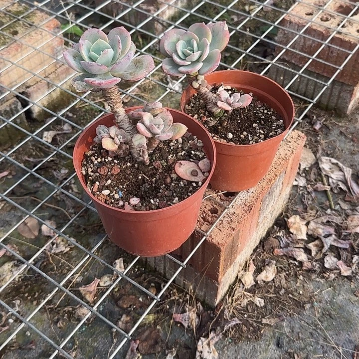 红**叶451两棵正宫红血凤脱土发货不退不换