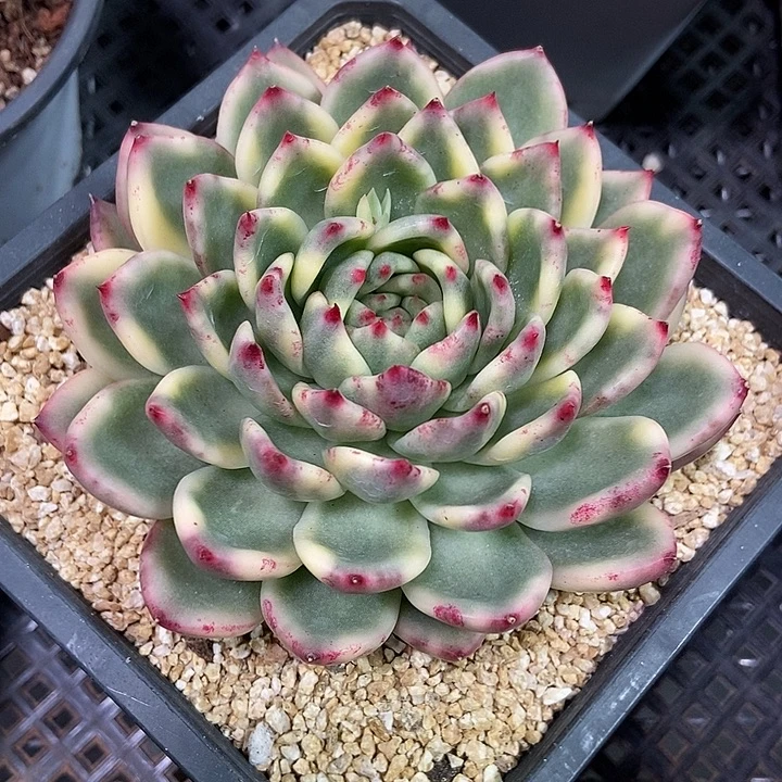 不知名东云多肉植物