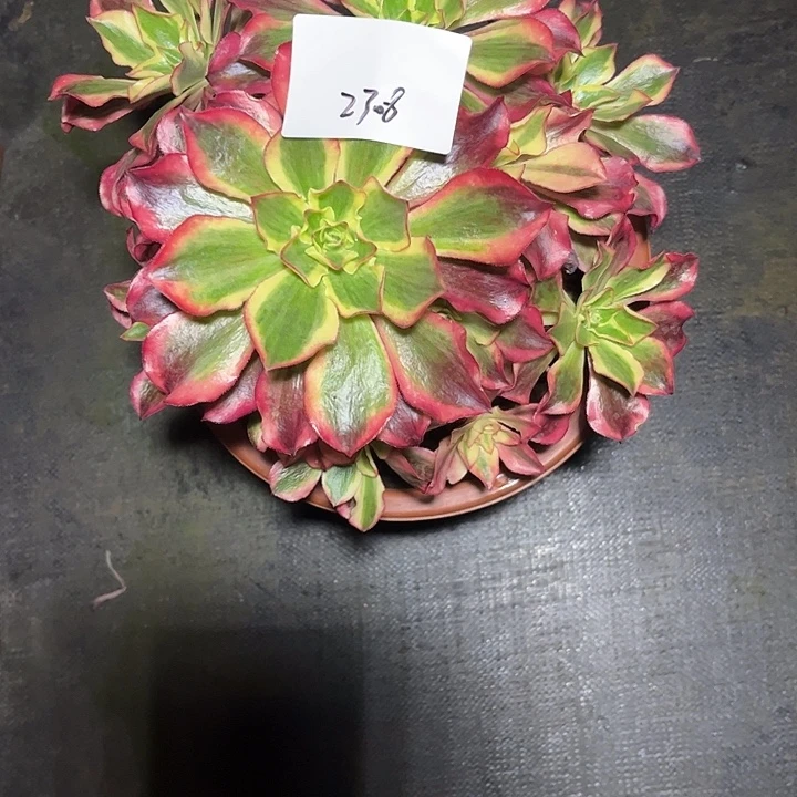 S***山魅影多肉植物保护2308