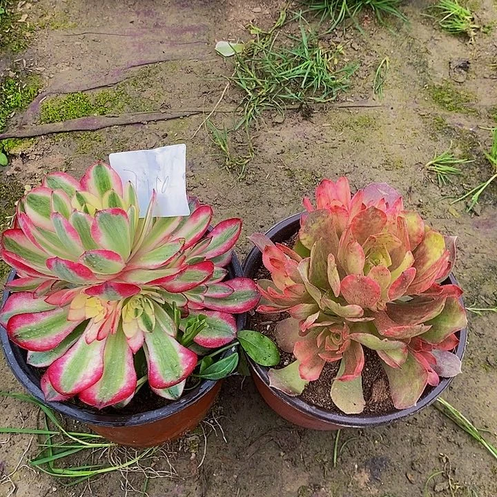 法师锦多肉组合荔枝。绍修彩