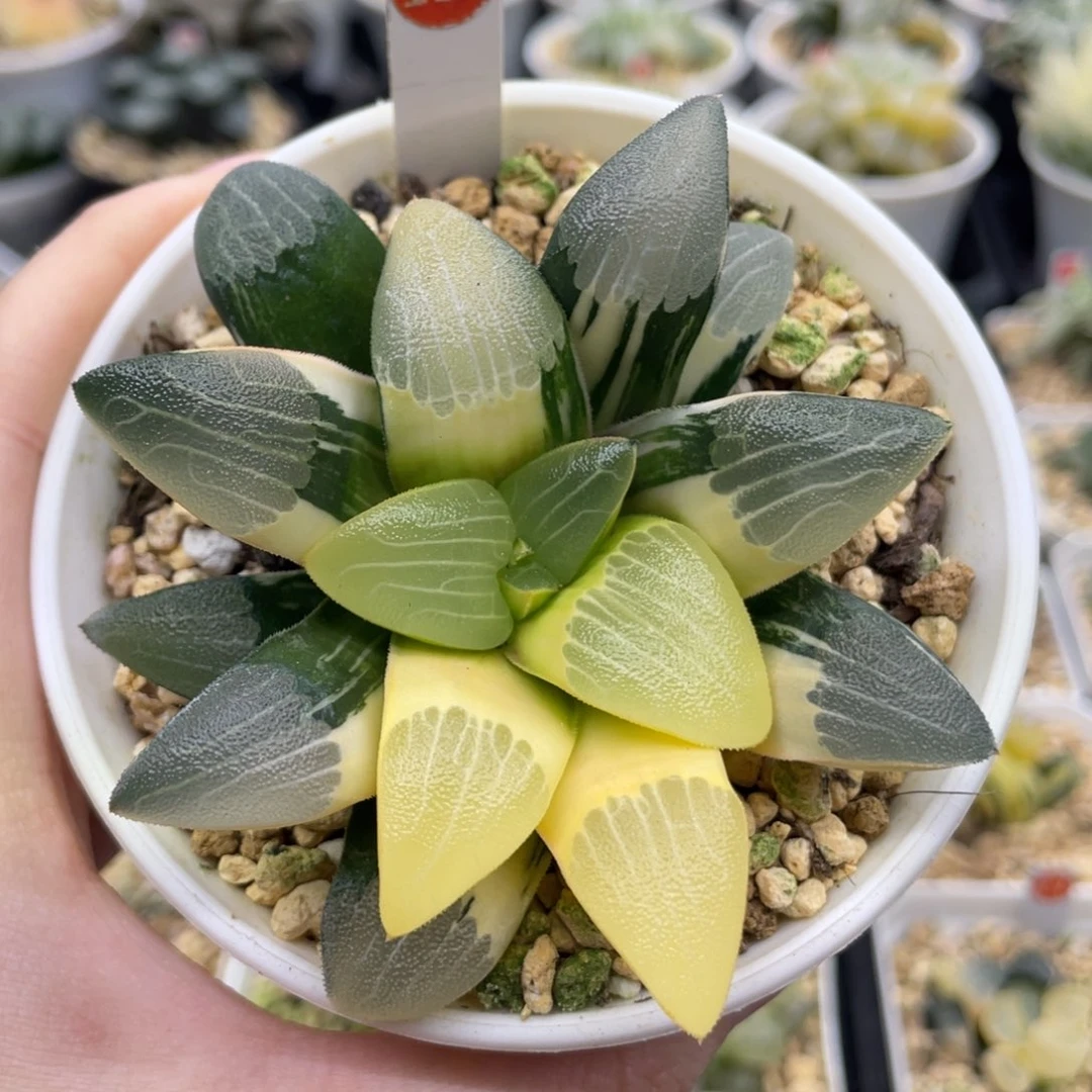 118 朱庇特专拍 111111111