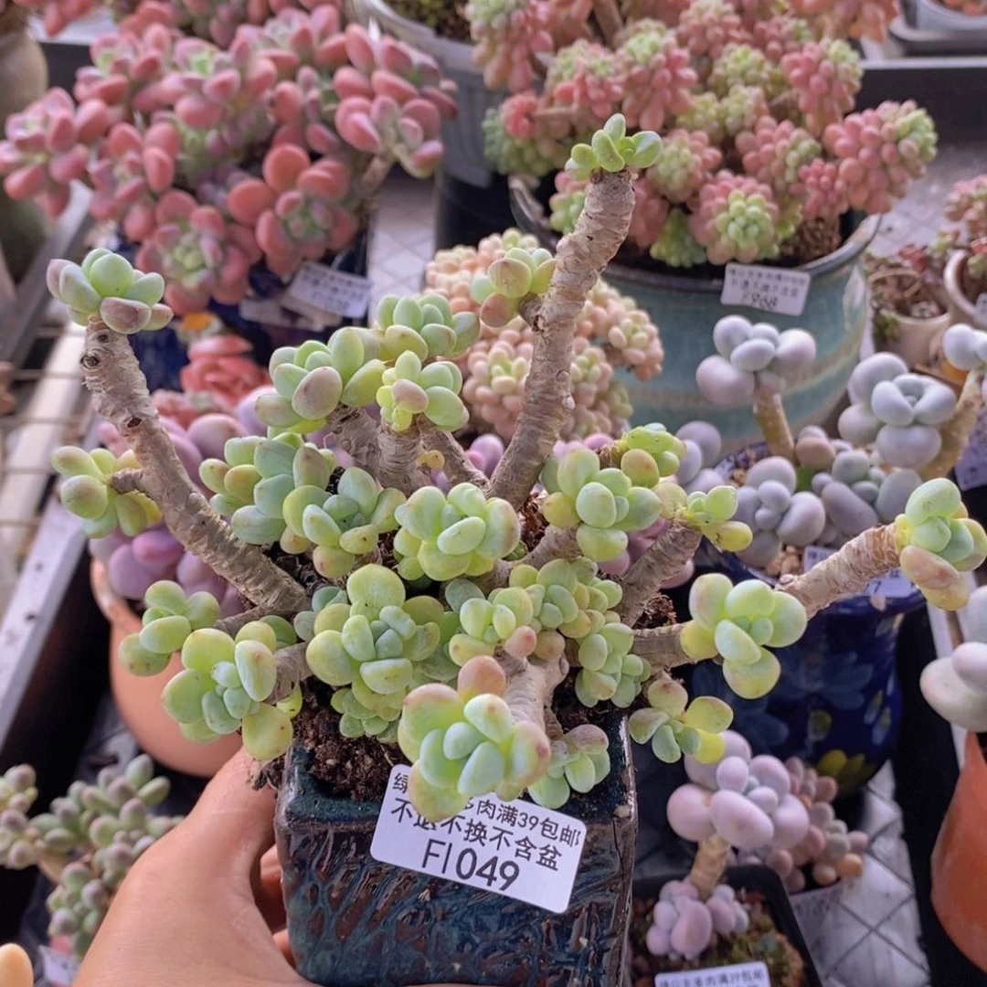 劳尔老桩12cm1049多肉