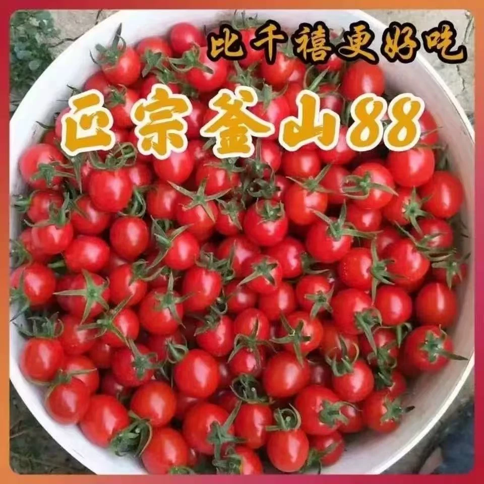 优选精品釜山88樱桃小番茄500g山东省
