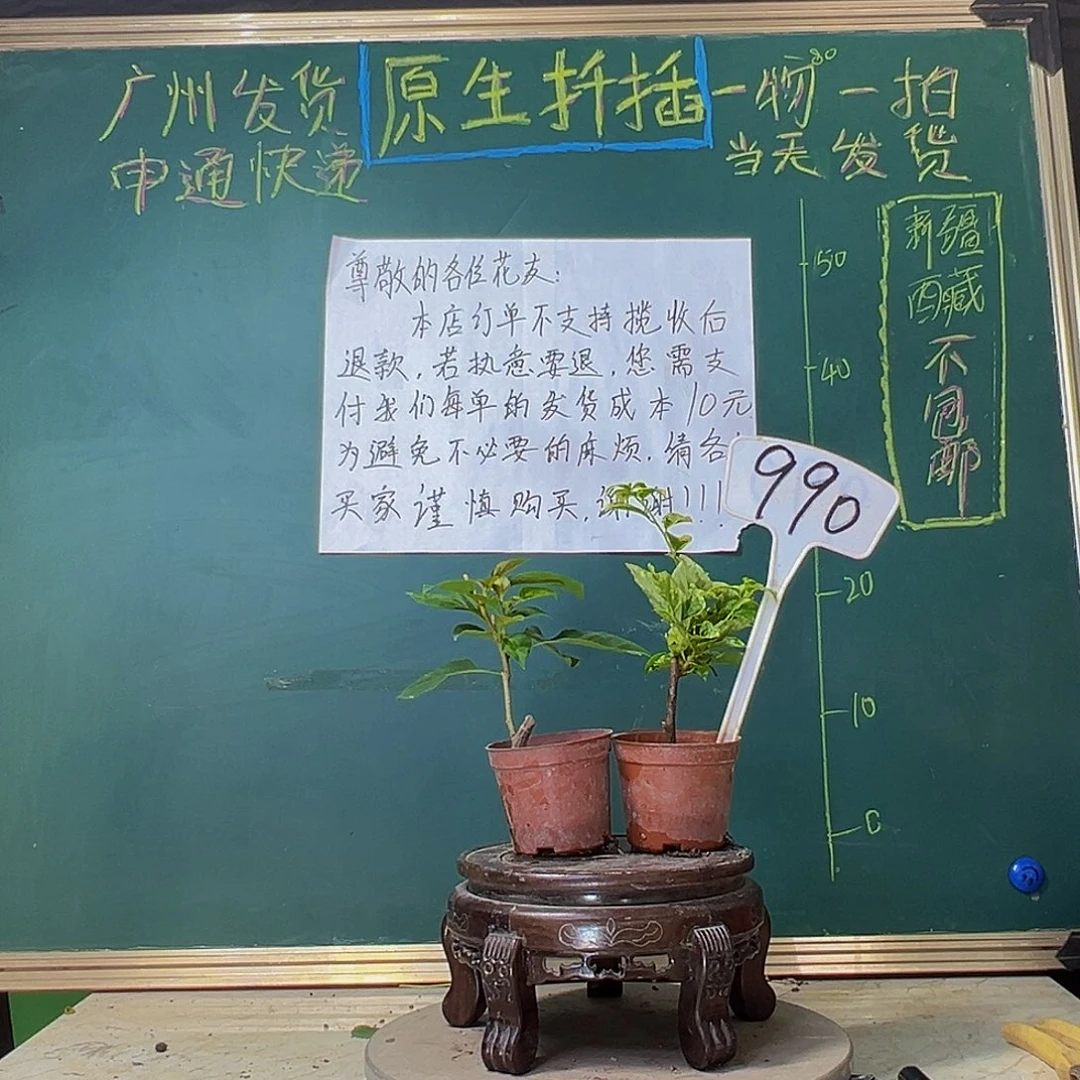 当前无花栽培后可以开花斑叶米罗掌中宝 暗斑夕阳红掌中宝990