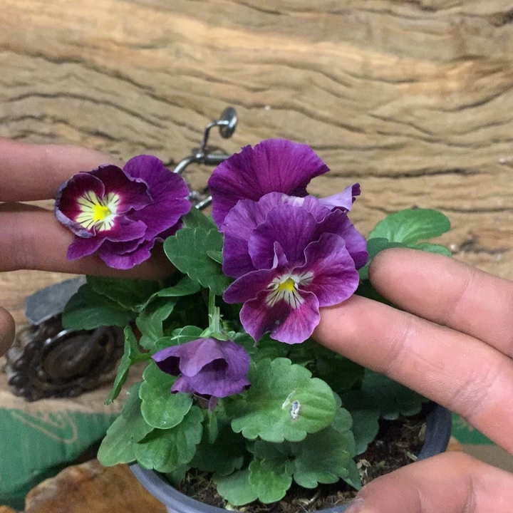 无花朵角堇盆苗一物一拍12盆030