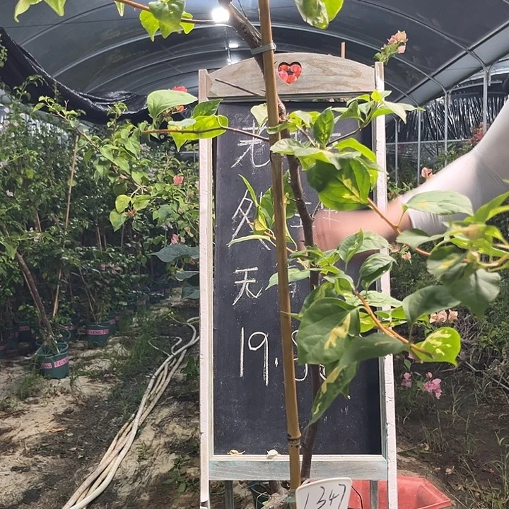 无花朵三角梅三角梅1347